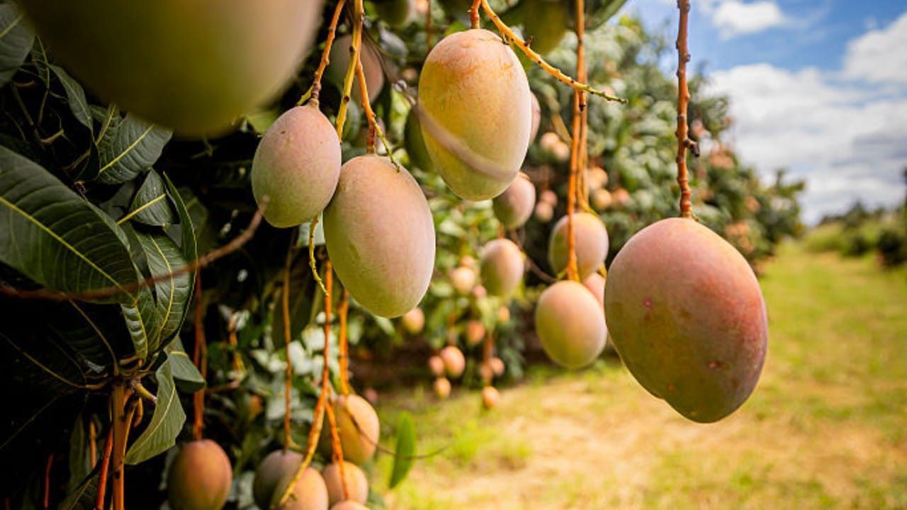 उन्हाळा सुरू झाला की सर्वांना वेध लागतात ते म्हणजे आंबा खाण्याचे. फळांचा राजा असलेल्या आंबा चवीला तर उत्तम असतोच, पण त्यात जीवनसत्त्व ए, सी आणि अनेक पोषक घटक मुबलक प्रमाणात असतात.