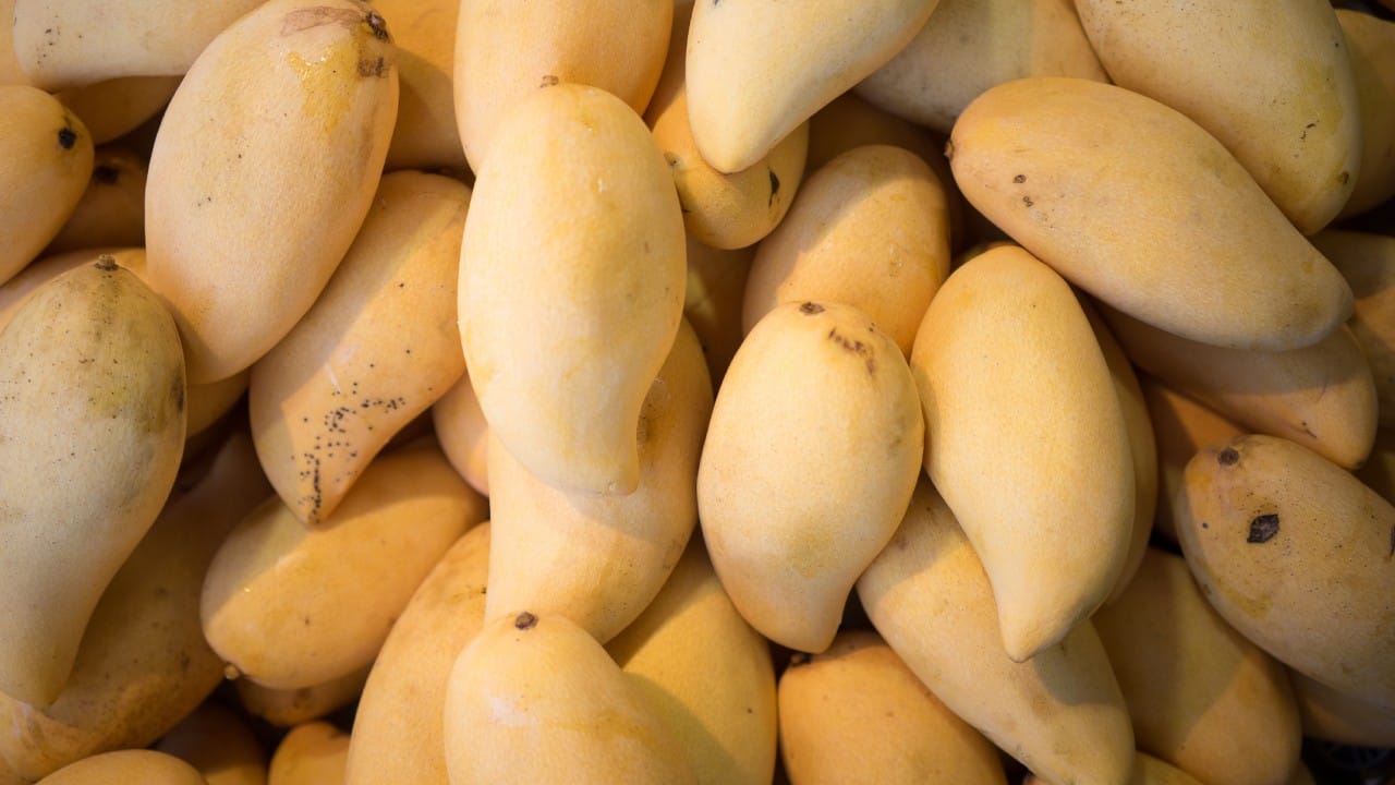 आंब्यामध्ये नैसर्गिक साखरेचे प्रमाण जास्त असते. तसेच याचा ग्लायसेमिक इंडेक्स देखील अधिक असतो, ज्यामुळे रक्तातील साखरेची पातळी झपाट्याने वाढू शकते. त्यामुळे मधुमेही रुग्णांनी डॉक्टरांच्या सल्ल्याशिवाय आंबा खाऊ नये.