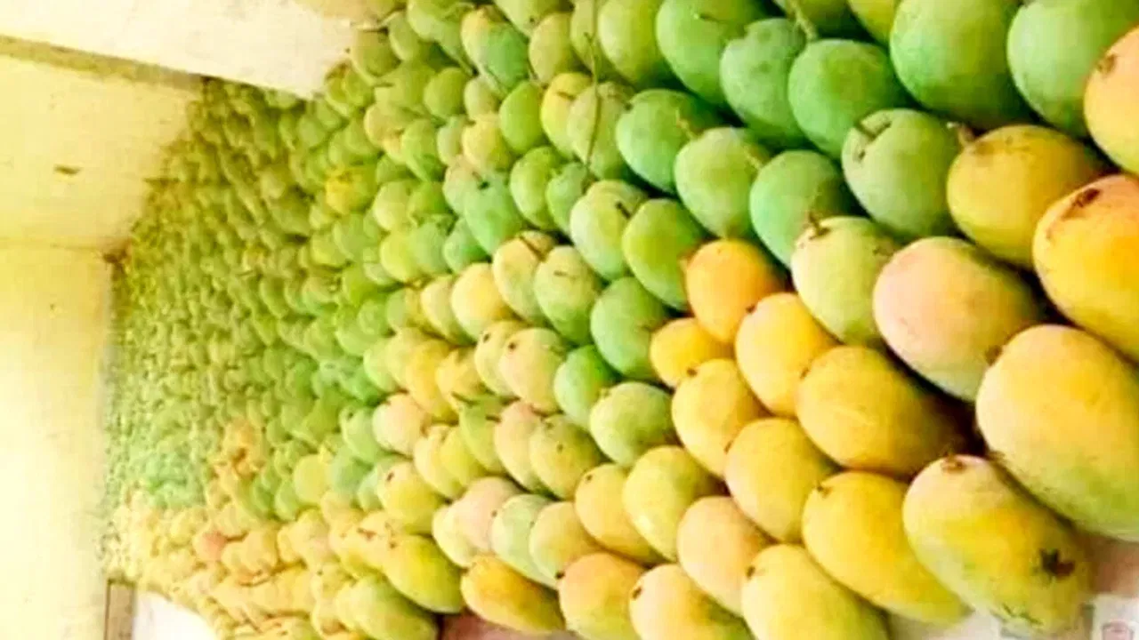 इंटिग्रेटिव्ह लाइफस्टाइल एक्सपर्ट ल्यूक कुटिन्हो (Luke Coutinho) यांनी सोशल मीडियावरील एका व्हिडीओमध्ये सांगितले की आंब्याला घाबरण्याची गरज नाही तर समजूतदारपणे खाण्याची गरज आहे. जर तुमची साखर नियंत्रणात नसेल किंवा तुम्ही गरजेपेक्षा जास्त आंबे खात असाल विशेषतः रात्री तर ते नुकसानकारक ठरू शकते. पण जर तुम्ही संतुलन राखले तर आंबा खाणे बंद करु नका.