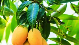 डायबिटीज असणाऱ्यांनी आंबा खावा की नाही? तज्ञ काय सांगतात जाणून घ्या....