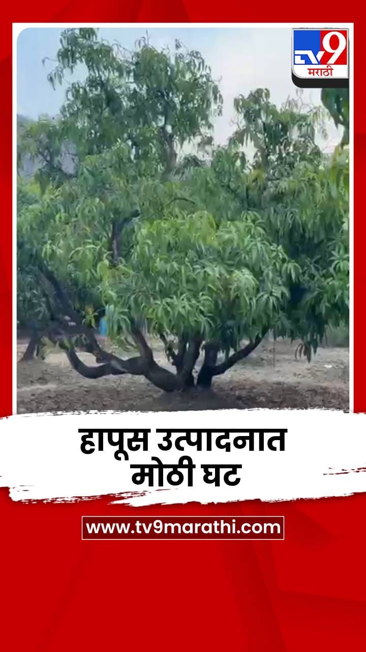 रायगडमध्ये आंबा बागायतदारांवर संकट; हापूस उत्पादनात मोठी घट