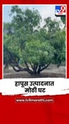 रायगडमध्ये आंबा बागायतदारांवर संकट; हापूस उत्पादनात मोठी घट.