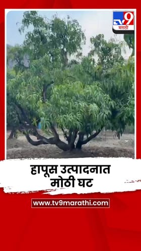 रायगडमध्ये आंबा बागायतदारांवर संकट; हापूस उत्पादनात मोठी घट