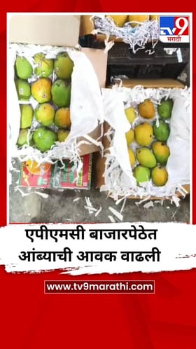 अक्षय तृतीयानिमित्त एपीएमसी बाजारपेठेत मोठ्या प्रमाणात आंब्याची आवक