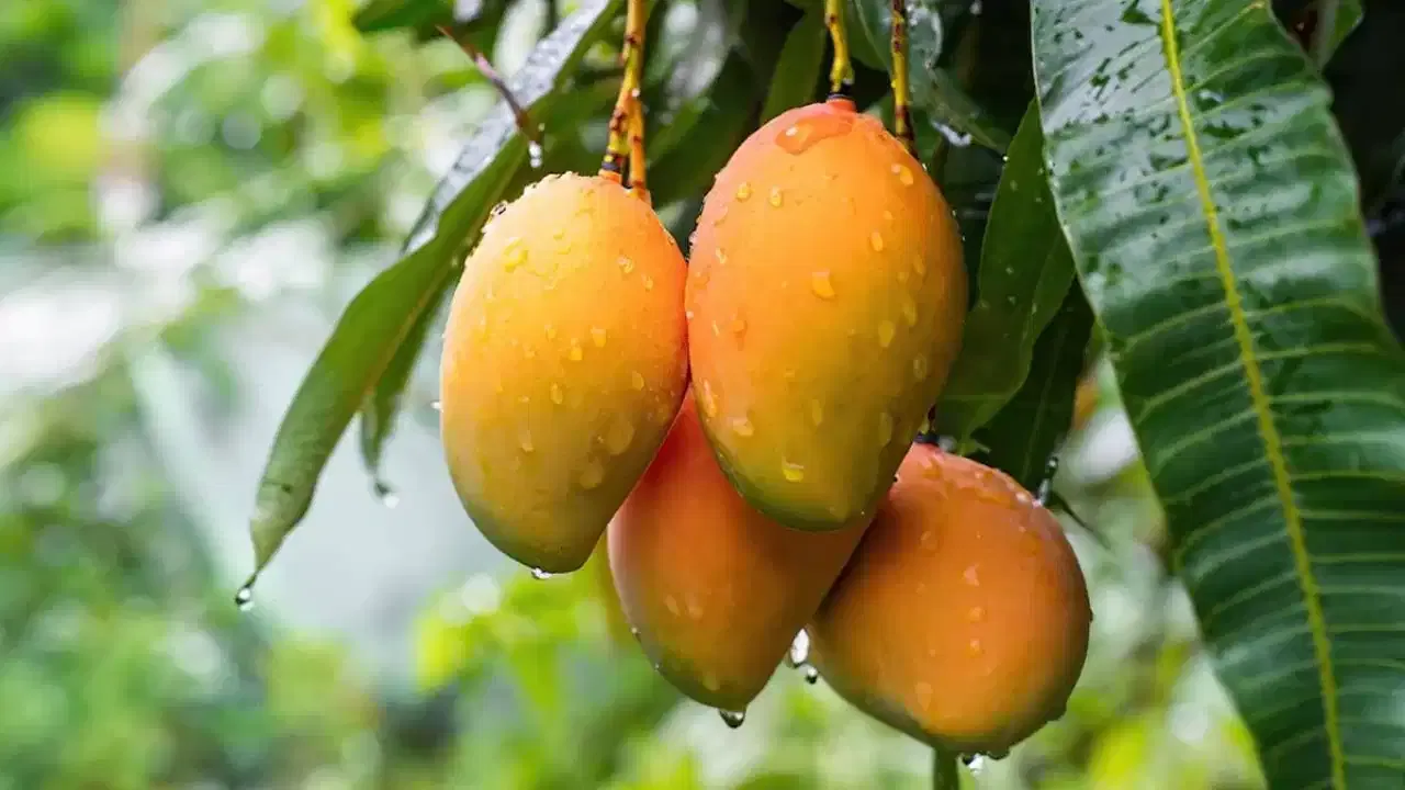 डायबिटीज असणारे रुग्ण अनेकदा फळे खाणे टाळतात. कारण फळे खाल्यामुळे शरीरातील साखरेचे प्रमाण वाढते असे म्हटले जाते. पण उन्हाळ्याचा सिझन सुरु झाला की सर्वांनाच आंबे खायचे असतात. पण आंबा खाल्याने खरच डियबिटीस वाढतो का? चला जाणून घेऊया तज्ञांकडून...