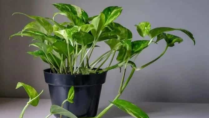 Vastu Shastra : तुम्ही देखील या पाच चुका करतायेत का? तर मनी प्लांटमुळे होईल तुमचं मोठं नुकसान