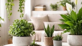 मनी प्लांटसोबतच घरात लावा हे झाड, आयुष्यात पैसा कमी पडणार नाही.