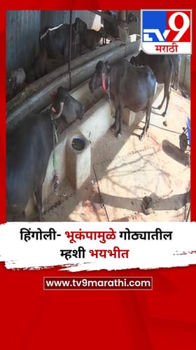 हिंगोली- भूकंपामुळे गोठ्यातील म्हशी भयभीत