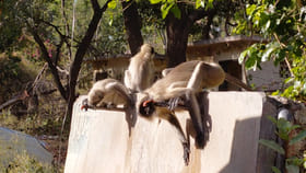माणसंच नाही माकडंही पाणी टंचाईने बेजार...एक थेंब पाण्यासाठी थेट नळावर.