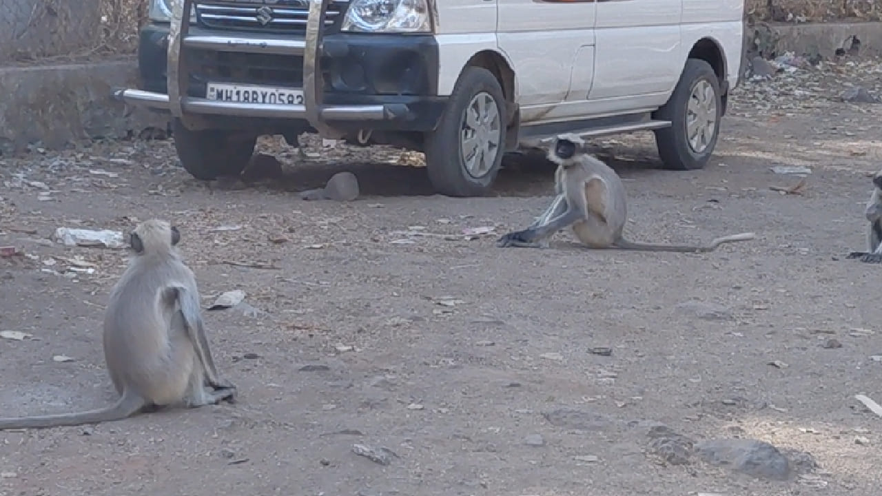 पाण्याअभावी प्राणी मानवी वस्तीकडे वळत असल्याचे हे जिवंत उदाहरण आहे. फोटोमध्ये दिसणारी माकडं सार्वजनिक नळातून टिपकणाऱ्या पाण्याचे थेंब पकडून पित आहेत. या दृश्यातून त्यांची असहाय्यता स्पष्ट होते. पाण्यासारख्या मूलभूत गरजेसाठी वन्यजीवांना एवढी धडपड करावी लागणे ही अत्यंत चिंताजनक बाब आहे.