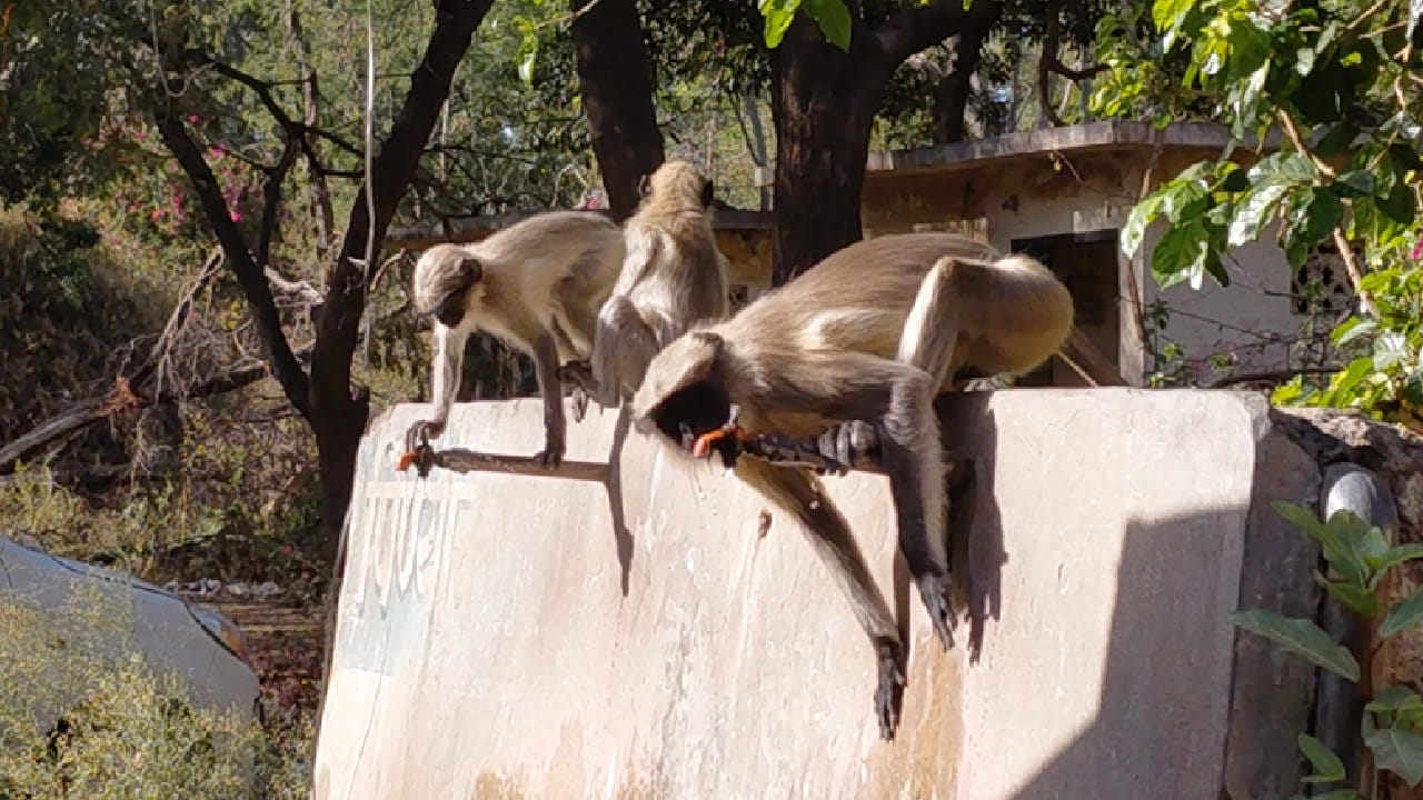या घटनेमुळे जंगलात वन्य प्राण्यांसाठी पुरेशा प्रमाणात पाणवठे तयार करण्यात आले नसल्याचा मुद्दा समोर आला आहे. उन्हाळ्याच्या पार्श्वभूमीवर अशा उपाययोजना वेळेत केल्या असत्या तर प्राण्यांना मानवी वस्तीकडे यावे लागले नसते अशी चर्चा स्थानिकांमध्ये सुरू आहे.