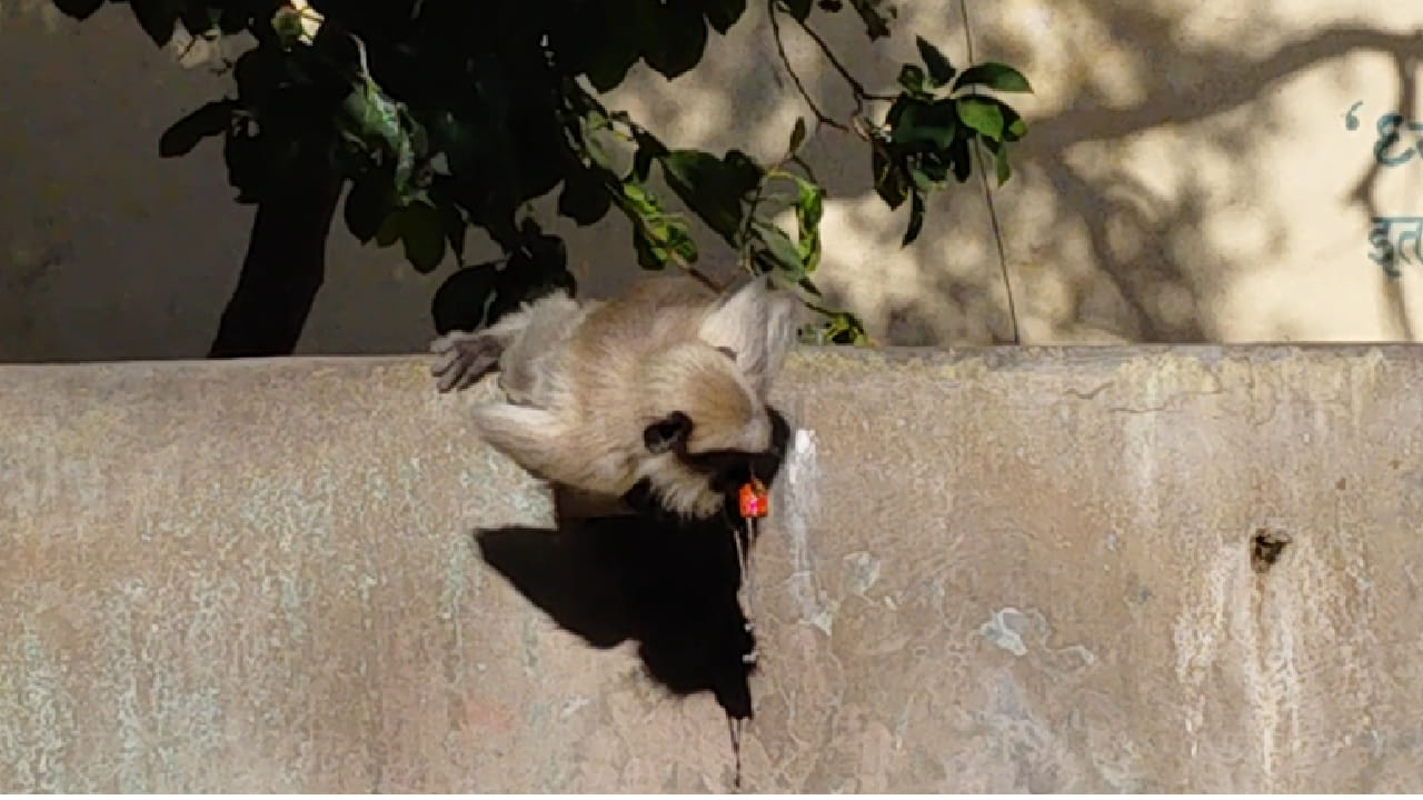 ही घटना केवळ एका अभयारण्यापुरती मर्यादित नसून भविष्यातील भीषण पाणीटंचाईचा इशारा देणारी आहे. हवामान बदल, वाढते तापमान आणि पाण्याचे अपुरे व्यवस्थापन यामुळे ही परिस्थिती अधिक गंभीर होऊ शकते.