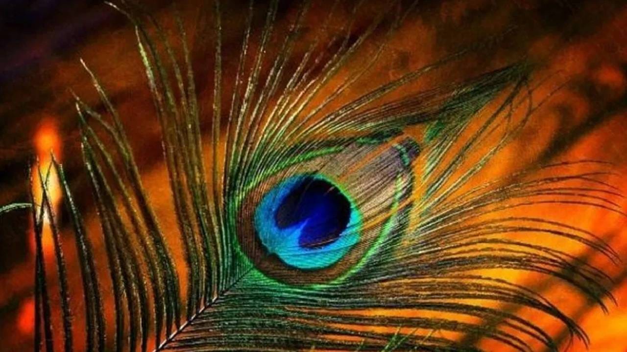 जेव्हा तुम्ही कधी बाहेर जाता, तेव्हा नेहमी स्वत:सोबत मोर पंख ठेवा. यामुळे अमंगल टळत असं म्हटलं जातं. उशी खाली सुद्धा तुम्ही मोर पंख ठेऊ शकता. वास्तू शास्त्रात असं सुद्धा म्हटलय की, जेव्हा कधी तुम्हाला पडलेला मोर पंख मिळतो, ते तुमचं भाग्य उघडण्याचं संकेत मानला जातो. 