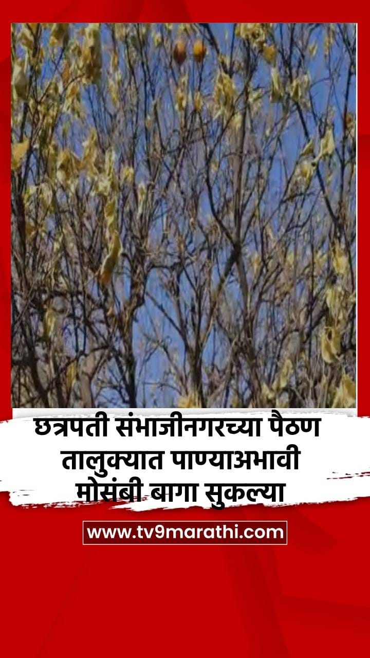 छत्रपती संभाजीनगरच्या पैठण तालुक्यात पाण्याअभावी मोसंबी बागा सुकल्या