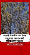 छत्रपती संभाजीनगरच्या पैठण तालुक्यात पाण्याअभावी मोसंबी बागा सुकल्या.