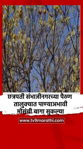 छत्रपती संभाजीनगरच्या पैठण तालुक्यात पाण्याअभावी मोसंबी बागा सुकल्या