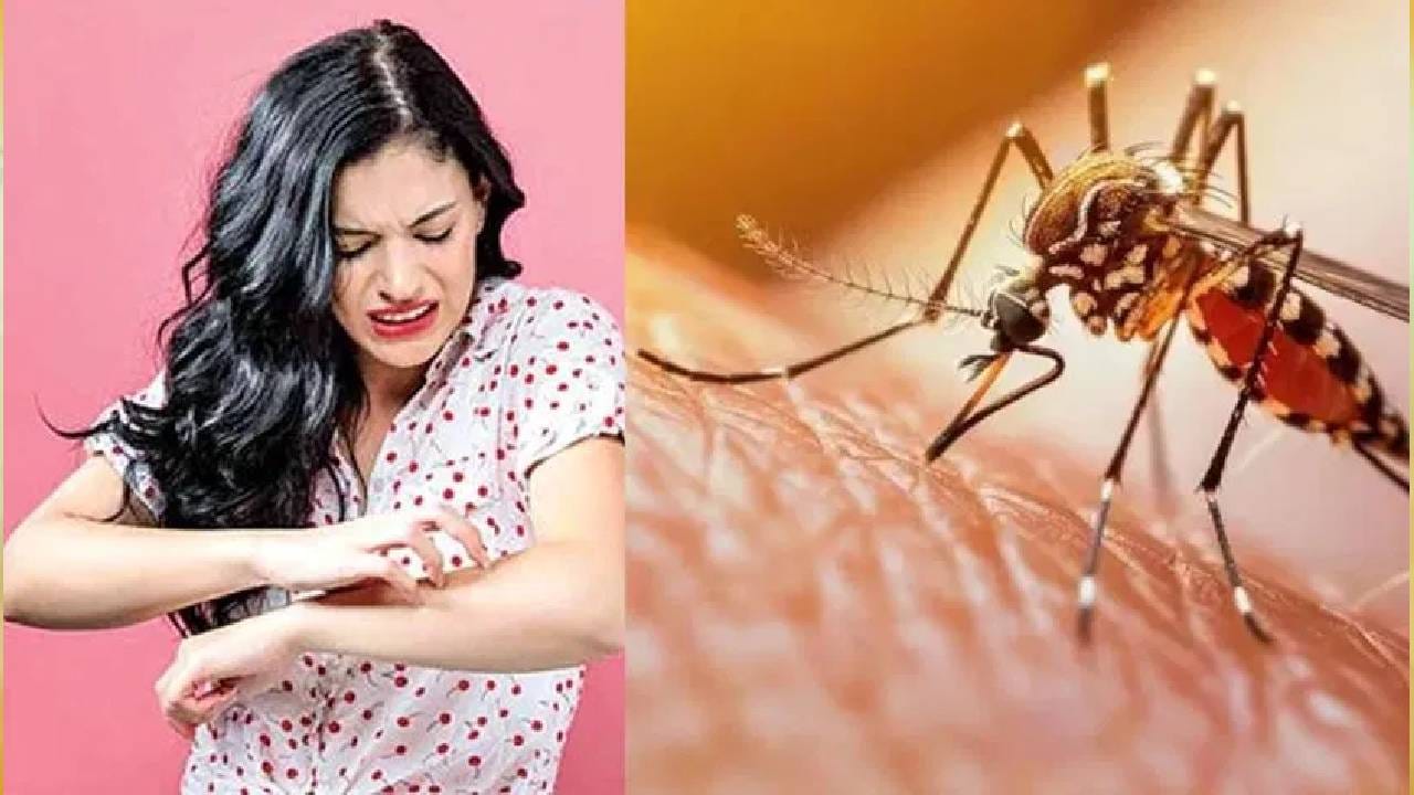 तर घरात होईल डांसांचे साम्राज्य, कधीच करून नका या चुका नाहीतर पश्चात्तापाशिवाय पर्याय नाही!