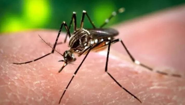 तुमच्या घरात कुठेही जमा झालेले पाणी असेल तर ते तत्काळ फेकून द्या. कारण जमा झालेले पाणी पाण्याच्या डबक्यांमुळे मच्छर होतात. घारातील कुलरमध्ये टाकलेल्या पाण्यामुळेही मच्छर होतात. त्यामुळे कुलरही वेळेवर स्वच्छ करा.