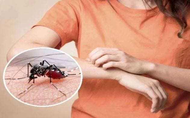 घरातील कोपऱ्यात सर्वाधिक डास सापडतात. घरातील कोपऱ्यांची साफसफाई व्यवस्थित न केल्यास तेथे डास होण्याची शक्यता असते. त्यामुळे घरातील कोपऱ्यांत अडगळीचे सामान टाकू नये. सर्व घर व्यवस्थित स्वच्छ करावे. 