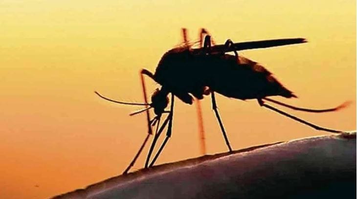 घरातील डस्टबीन हेदेखील डासांचे आवडते ठिकाण आहे. त्यामुळे डस्टबीनमध्ये कचरा साचू देऊ नये. तसेच डस्टबीनचे झाकण लावलेले असावे. कचरा साचल्यास तो लगेच फेकून द्यावा. डस्टबीन नियमितपणे स्वच्छ करावी. यामुळे घरात डास होणार नाहीत. 