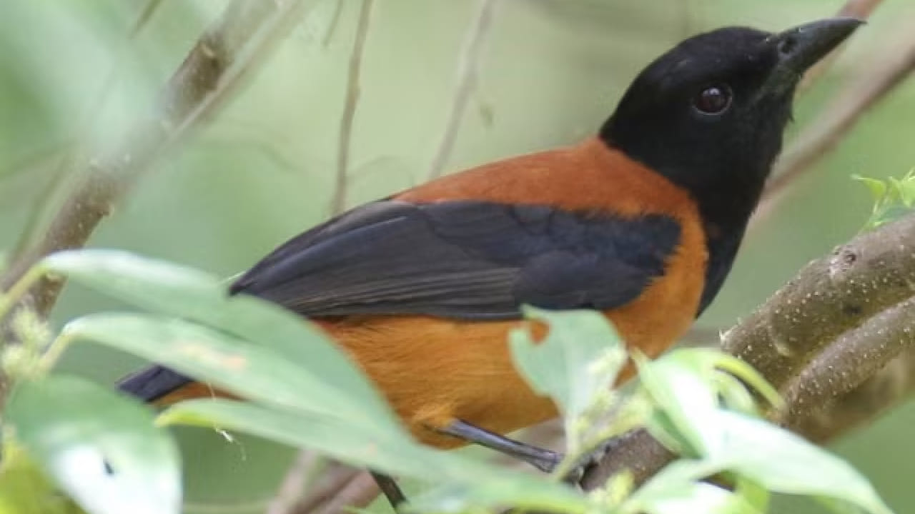 जगात साप, विंचू, कोळी किंवा काही बेडकांसारखे विषारी प्राणी आहेत हे आपण नेहमी ऐकत आलो आहोत. मात्र, तुम्हाला माहिती आहे का की एक असा पक्षीही आहे, जो स्वतःच्या शरीरात घातक विष बाळगून उडतो? 