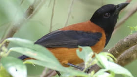 या पक्षीची चोच लागली तर होतो माणसाचा मृत्यू, पिसांमध्ये असते विष.