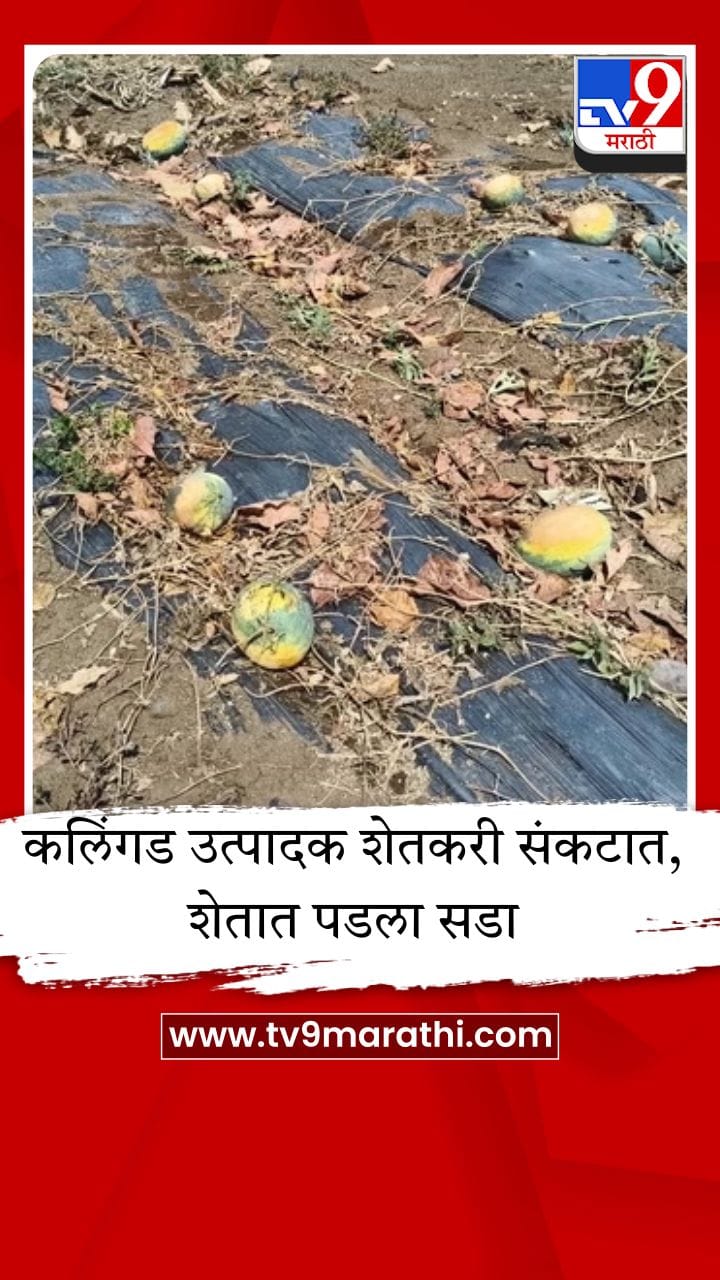 मुक्ताईनगरमधील कलिंगड उत्पादक शेतकरी संकटात, शेतात पडला सडा