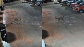 तो आला, त्याने पाहिलं अन्...; मुंबईत बिबट्याचा धुमाकूळ, Video पाहून....