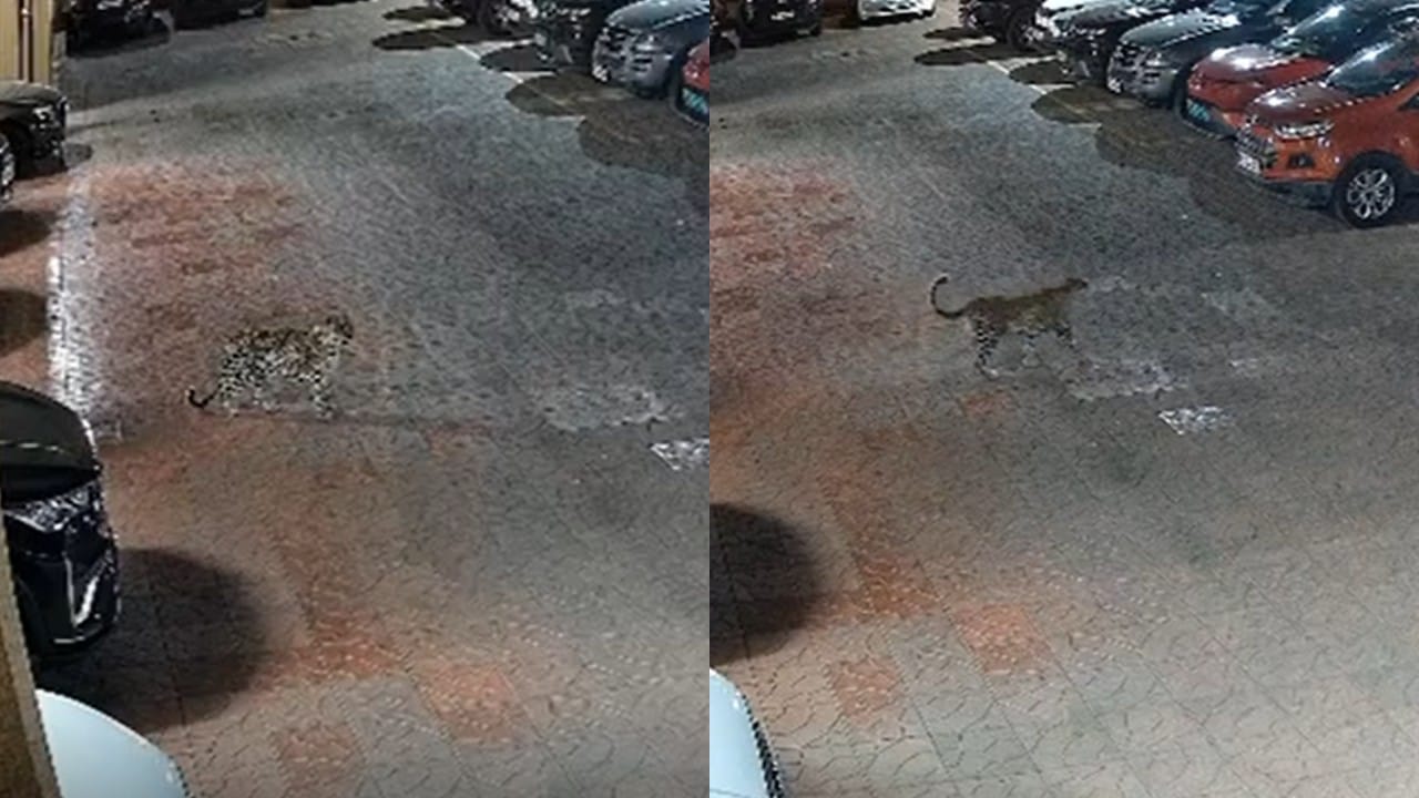 तो आला, त्याने पाहिलं अन्...; मुंबईत बिबट्याचा धुमाकूळ, Video पाहून तुम्हालाही वाटेल भीती तो आला, त्याने पाहिलं अन्...; मुंबईत बिबट्याचा धुमाकूळ, Video पाहून तुम्हालाही वाटेल भीती