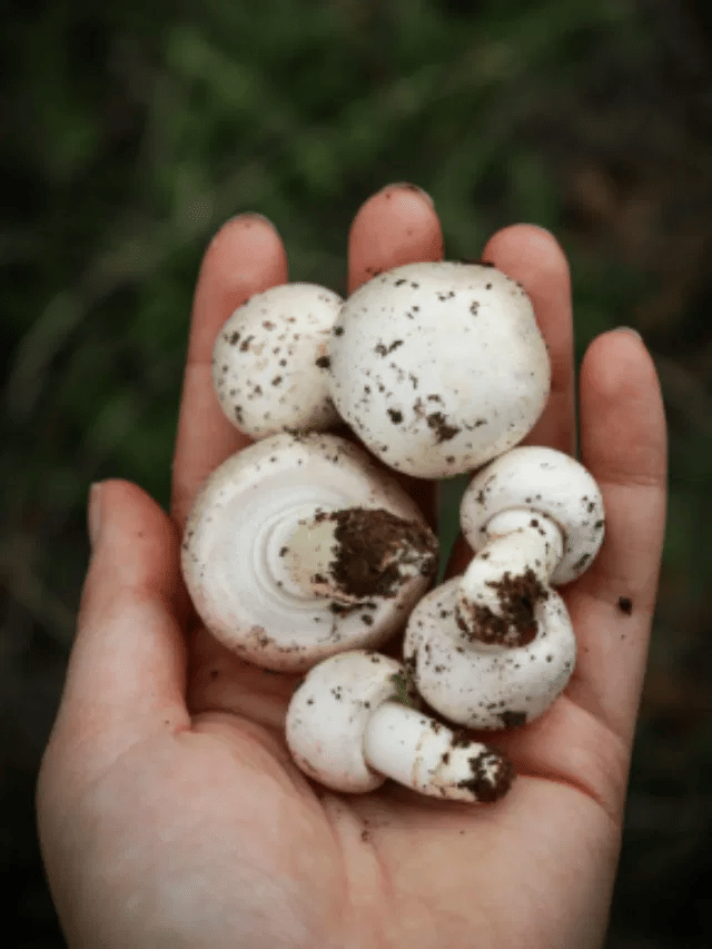 मशरूम खाणे शरीरासाठी चांगले असते का?