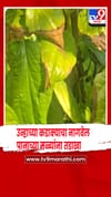 जळगावच्या शिरसोली गावात उन्हाच्या कडाक्याचा नागवेल पानांना तडाखा.