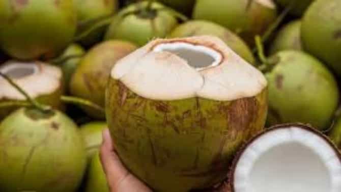लहान की मोठा... कोणत्या नारळात जास्त पाणी असतं, तुम्हाला माहितीये?