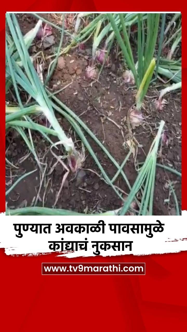 पुण्यात अवकाळी पावसामुळे कांद्याचं नुकसान