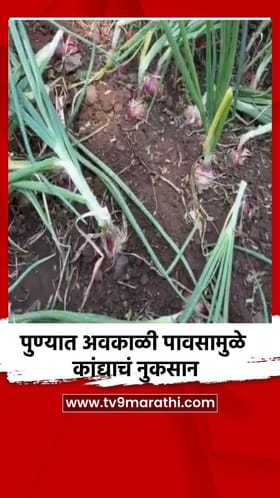 पुण्यात अवकाळी पावसामुळे कांद्याचं नुकसान