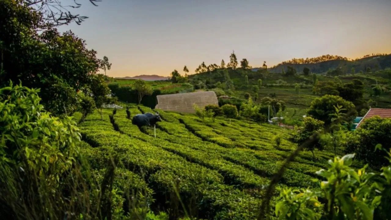  तामिळनाडूतील ऊटीला हिल स्टेशनची राणी म्हटली जाते. मे मध्ये येथे फुलांचे बगिचे आणि थंडगार हवा मनाला मोहिनी घालते. तलाव आणि व्ह्यू पॉईंट्स यास एक शांत आणि रिलॅक्स पर्यटन स्थळ बनवते. 