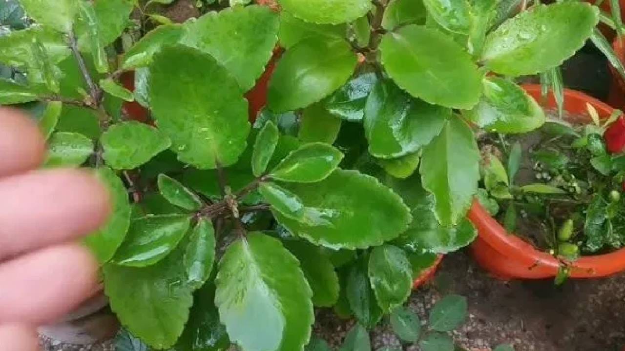 या झाडांची करा शेती, होईल लाखोंचा फायदाच फायदा; फक्त 3 महिन्यांत…