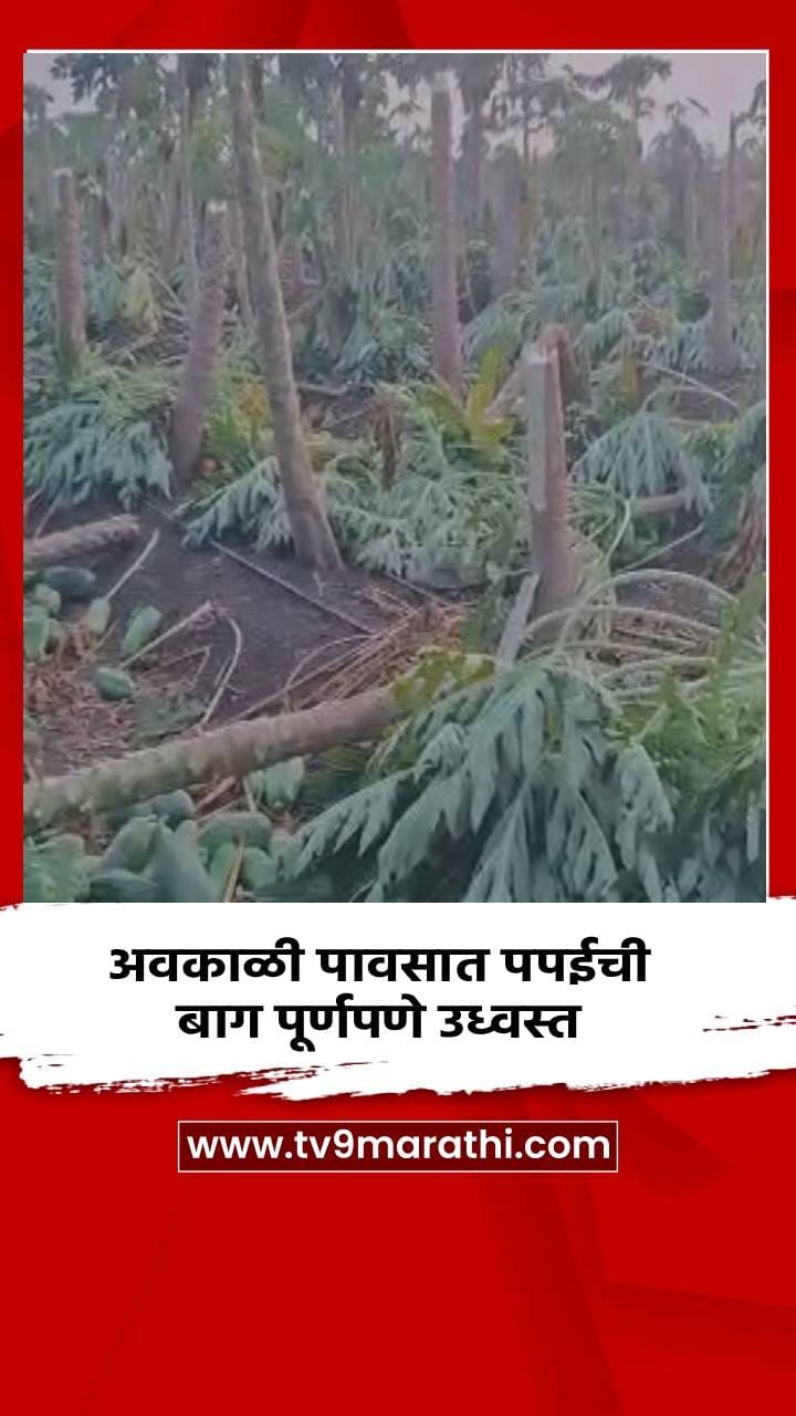 अवकाळी पावसात पपईची बाग पूर्णपणे उध्वस्त
