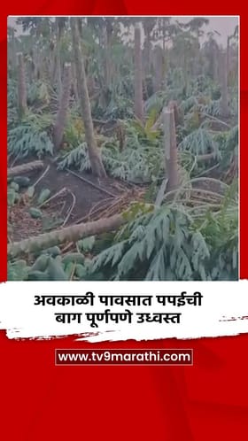 अवकाळी पावसात पपईची बाग पूर्णपणे उध्वस्त