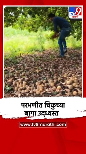 परभणीत तुफान पाऊस, आंबा, चिकुच्या बागा उद्ध्वस्त