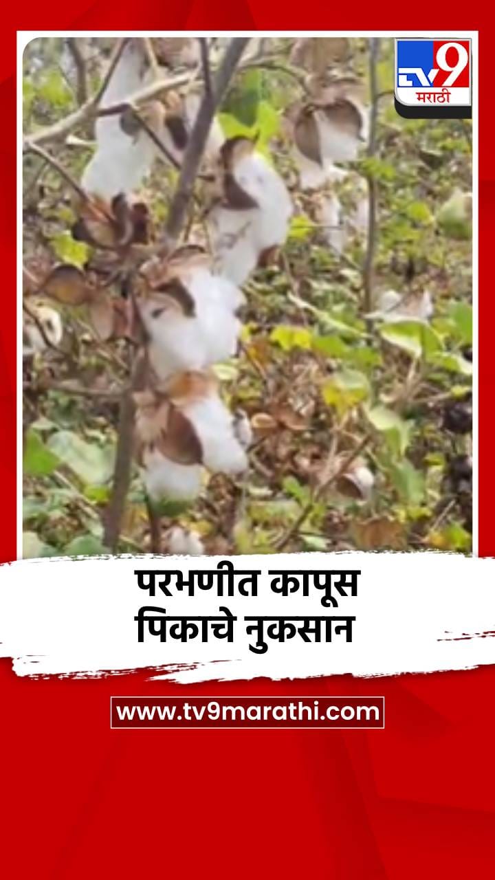 परभणीत पाऊस, कापूस पिकाचे नुकसान