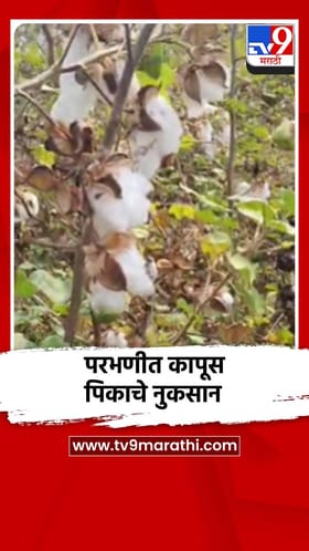 परभणीत पाऊस, कापूस पिकाचे नुकसान