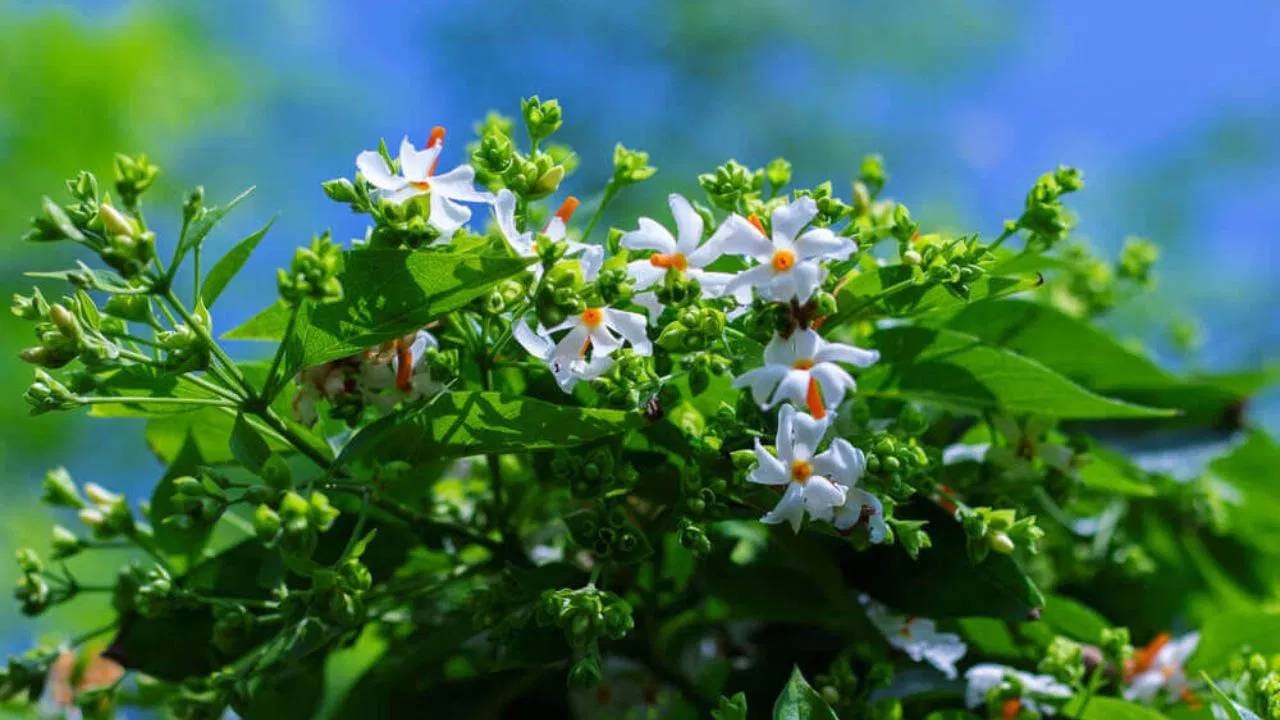 तुम्ही घरात, खिडकीत पारजातकाचे फुल लावले तरीही तुमच्या घरात सुगंध दरवळेल. घरातील दुर्गंधी नाहीशी होईल. पारिजातकाचा सुगंध हा मनाला शांती देणारा असतो. मन प्रसन्न होते. त्यामुळे हे फुलझाड घराच्या आजूबाजूला तसेच खिडकीत लावता येईल. 