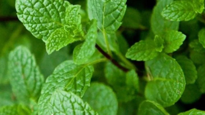 निसर्गाने आपल्याला अनेक कामाच्या गोष्टी देऊन ठेवलेल्या आहेत. विशेष म्हणजे निसर्ग आपल्याकडून त्या बदल्यात काहीही मागत नाही. काही वनस्पती, झाडांचाही आपल्याला खूप उपयोग होता. तुमच्या घरातही असेच एक छोटे झाड असते, ज्याचे खूपच चमत्कारिक फायदे आहेत.