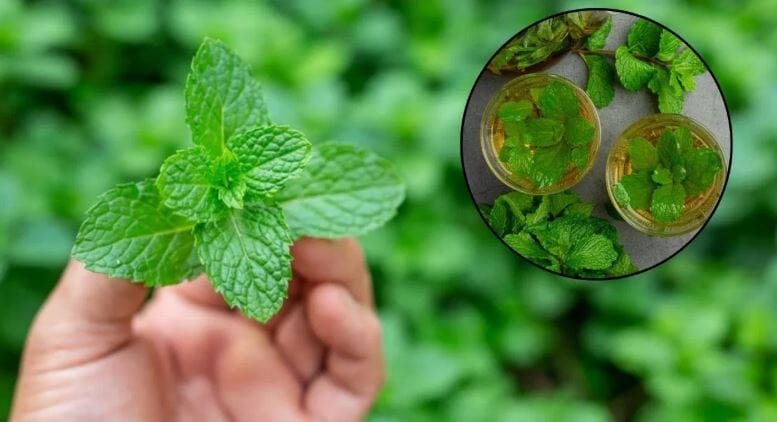 पुदिन्याचं झाड आपल्या खूप कामाचं आहे. पुदिन्याच्या पानांचं आयुर्वेदिक महत्त्व आहे. पुदिन्याची पानं खाल्ली तर तुमच्या शरीरात खूप सकारात्मक आणि चांगले बदल होऊ शकतात, असे सांगितले जाते. यातील पहिला बदल हा अन्नपचन सुधारण्याचा आहे. पुदिन्यामुळे अन्नाचे लवकर पचन होते.