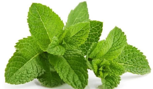 पुदिन्याची पानं आपल्या शरीरात पाणी कमी पडू देत नाहीत. शरीर डिहायड्रेट होत नाही. पुदिन्याचे पाणी पिल्यावर दिवसभर ताजेतवाने वाटते. शरीर थकत नाही. पुदिन्याचे पाणी पिल्याने डोकेदुखीही कमी होते. तसेच आपला थकवादेखील कमी होतो.