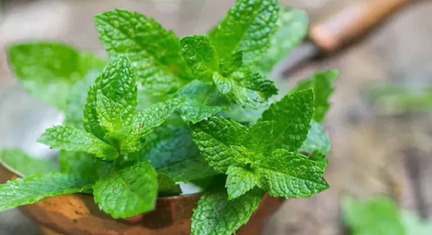 (टीप- या लेखातील सर्व माहिती ही प्राथमिक स्वरुपाची आहे. सविस्तर माहितीसाठी किंवा कोणताही प्रयोग करण्याआधी त्या-त्या क्षेत्रातील तज्ज्ञांशी संपर्क साधावा)