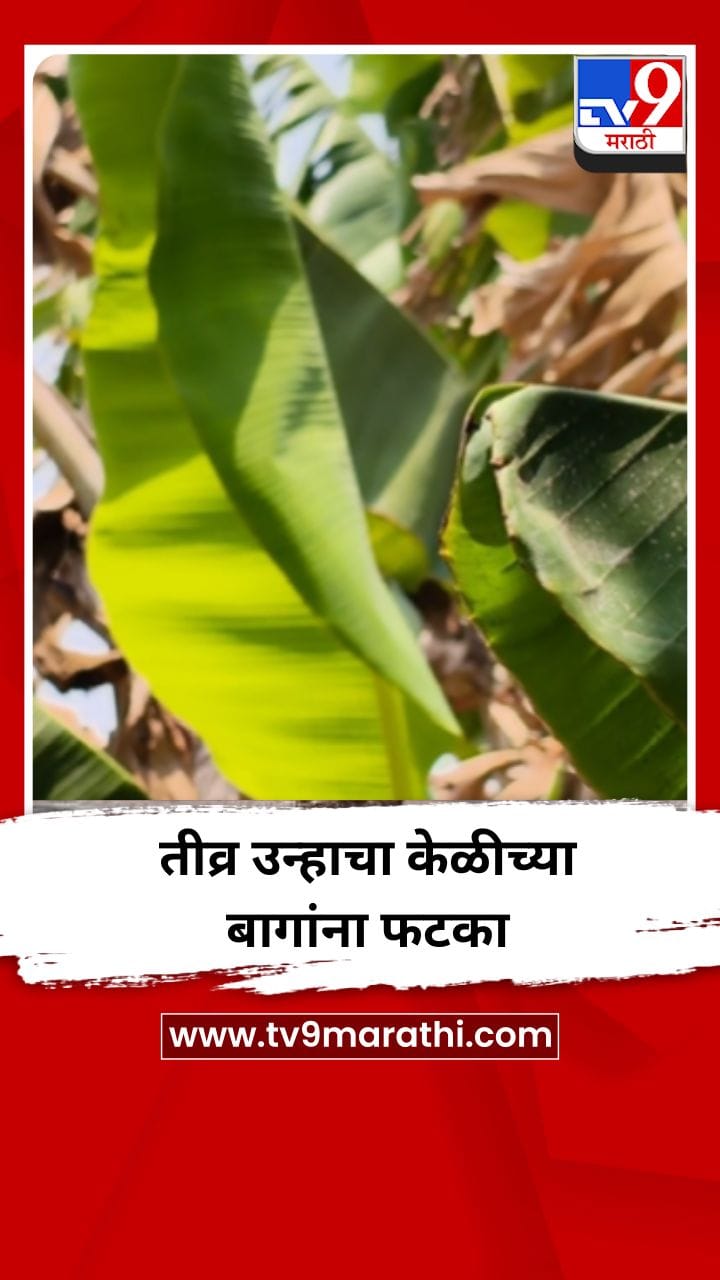 तीव्र उन्हाचा केळीच्या बागांना फटका