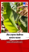 तीव्र उन्हाचा केळीच्या बागांना फटका.
