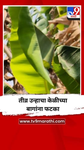 तीव्र उन्हाचा केळीच्या बागांना फटका