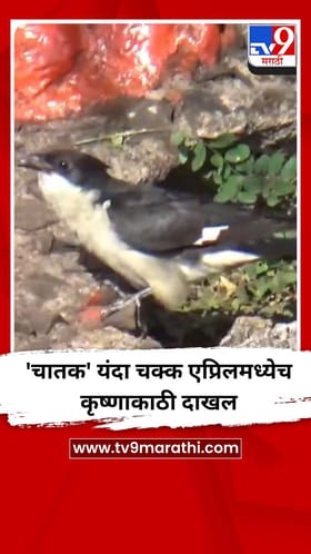 'चातक' यंदा चक्क एप्रिलमध्येच कृष्णाकाठी दाखल